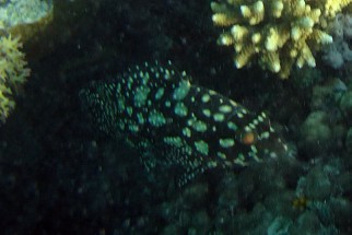 Epinephelus summana - Summana-Zackenbarsch